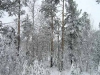 Сибирская природа